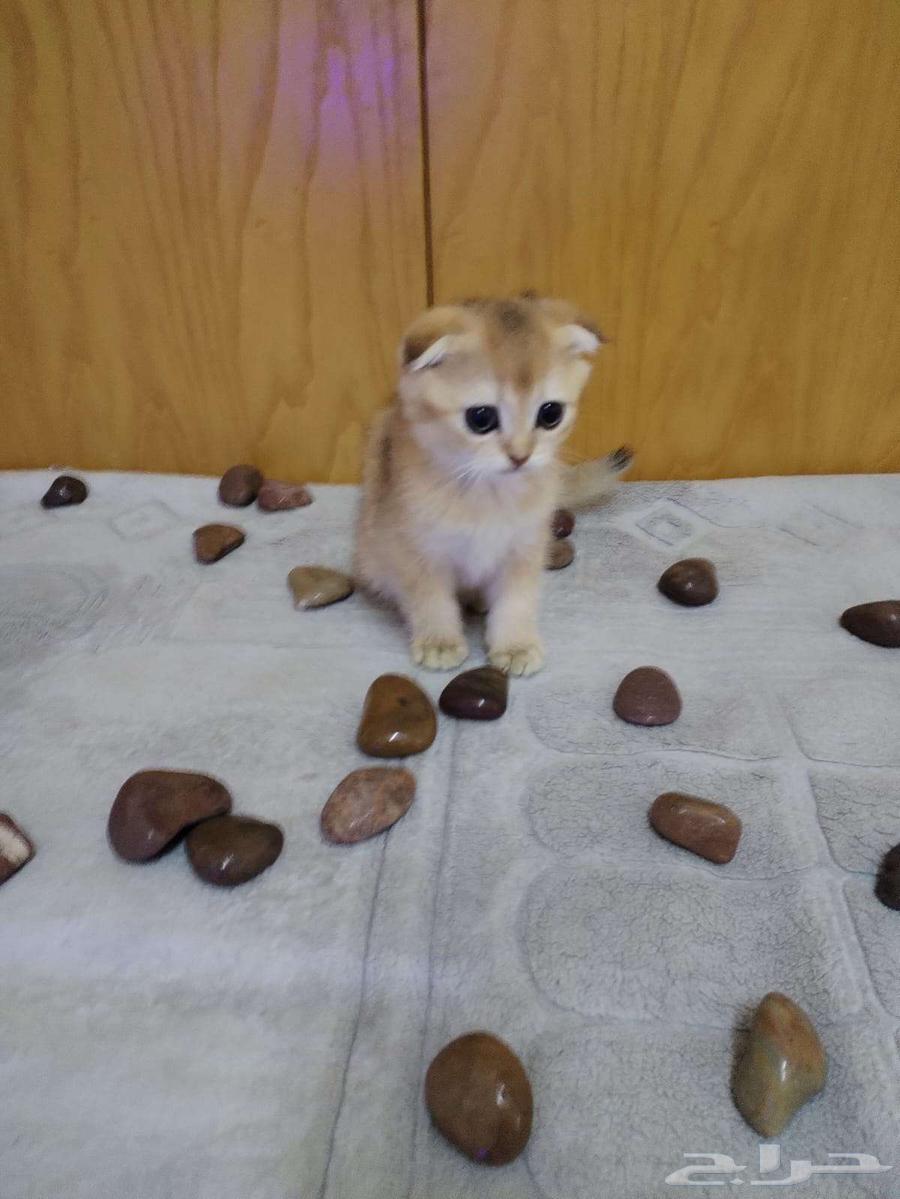 قطط سكوتش جولد بيور فولد وستريت64400120620930112