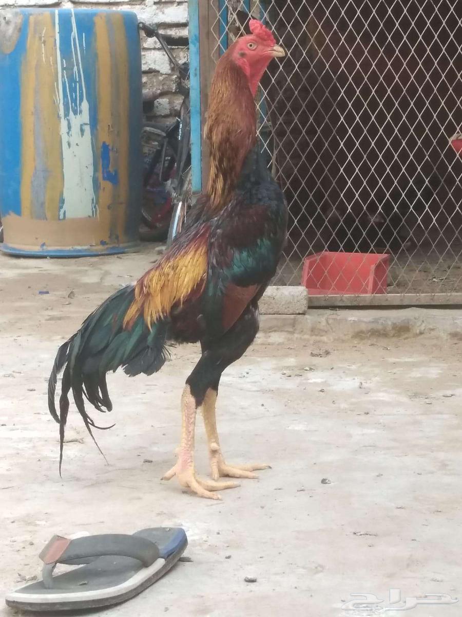 ديك شامو يباني64398828021891111