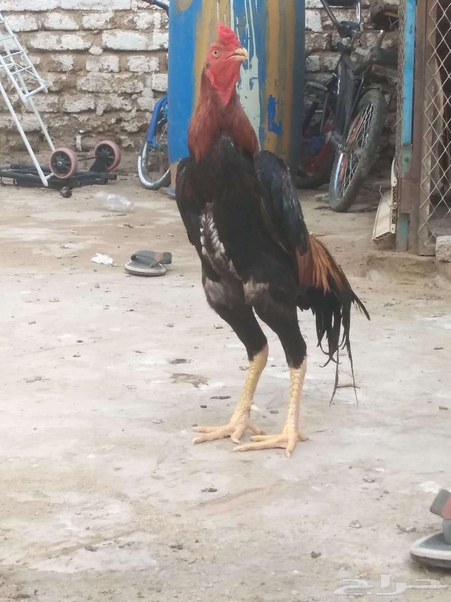 ديك شامو يباني64398828021891112