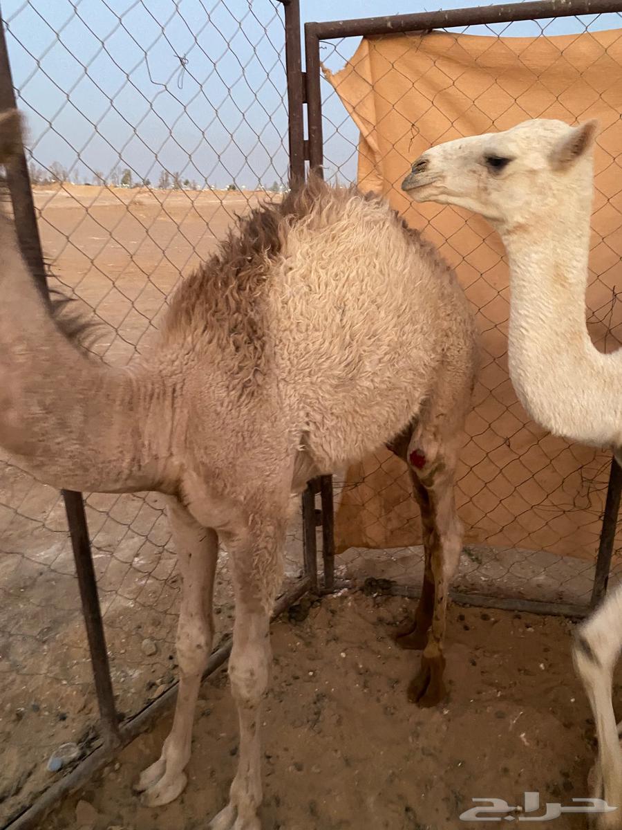 قعدان للبيع64398994949122113