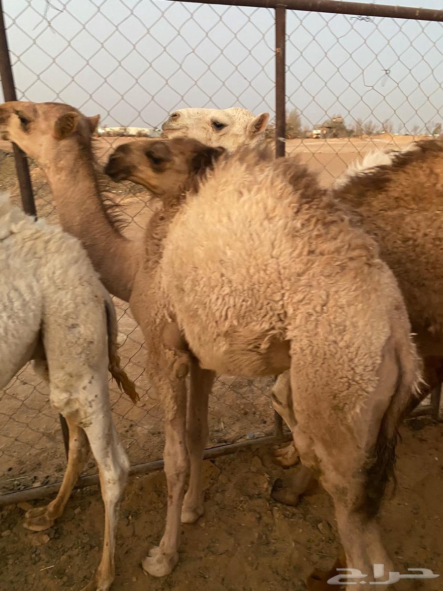 قعدان للبيع64398994949122112