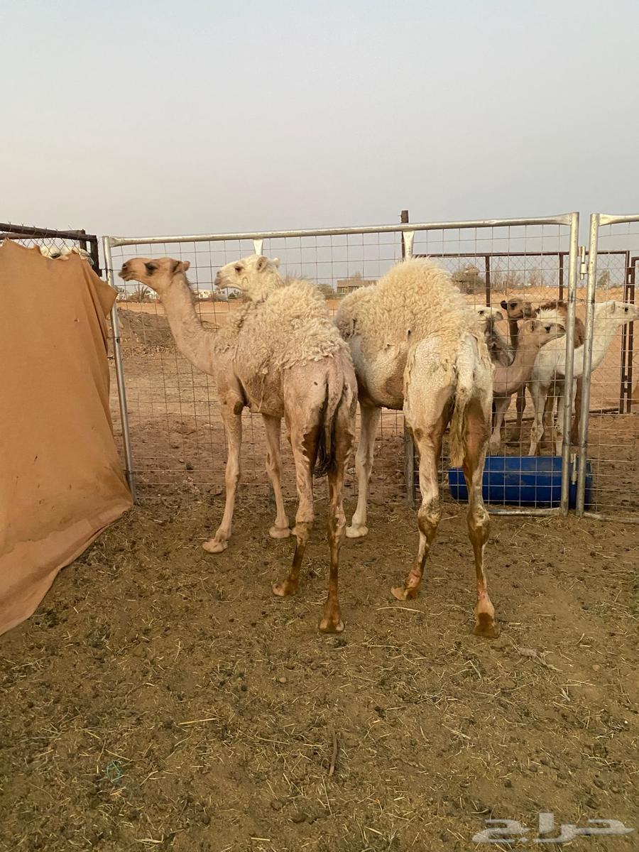 قعدان للبيع64398994949122111