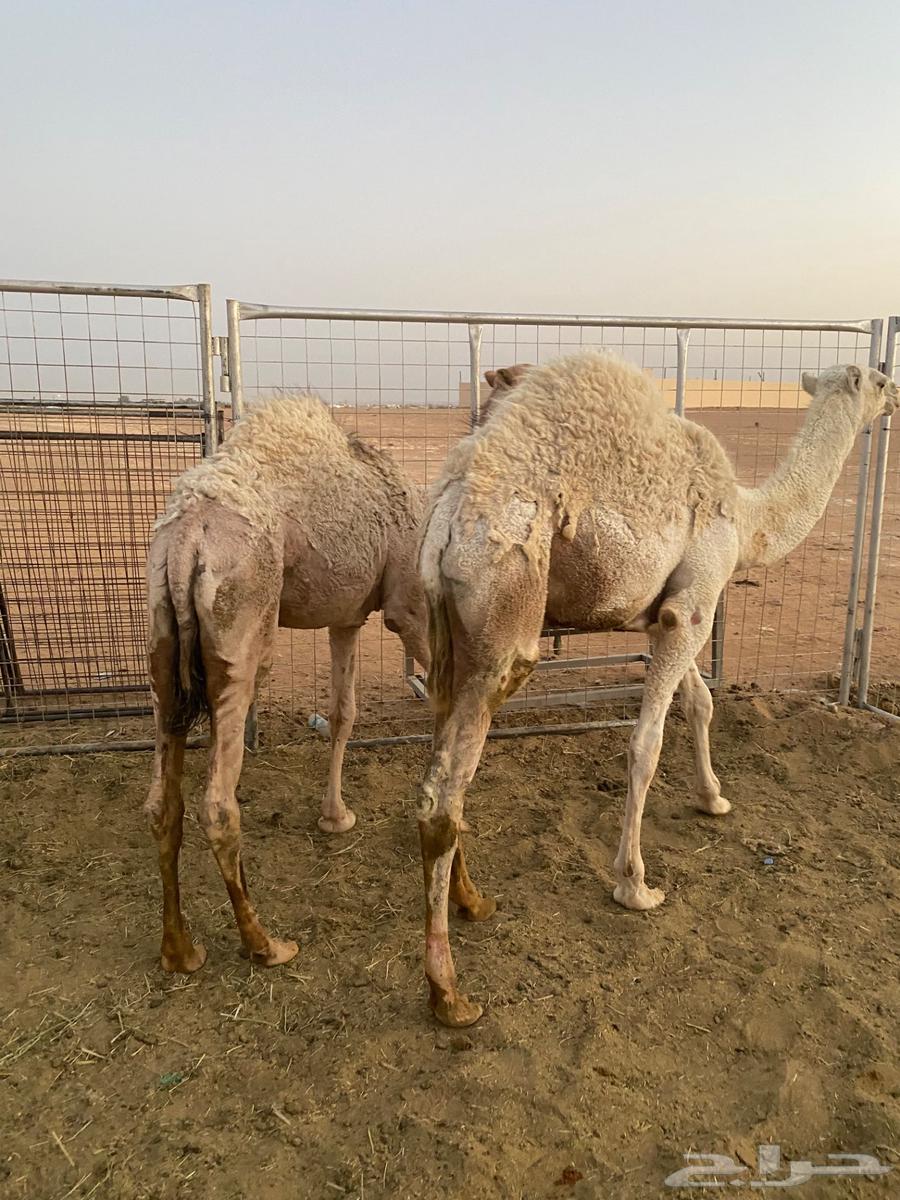 قعدان للبيع64398994949122110