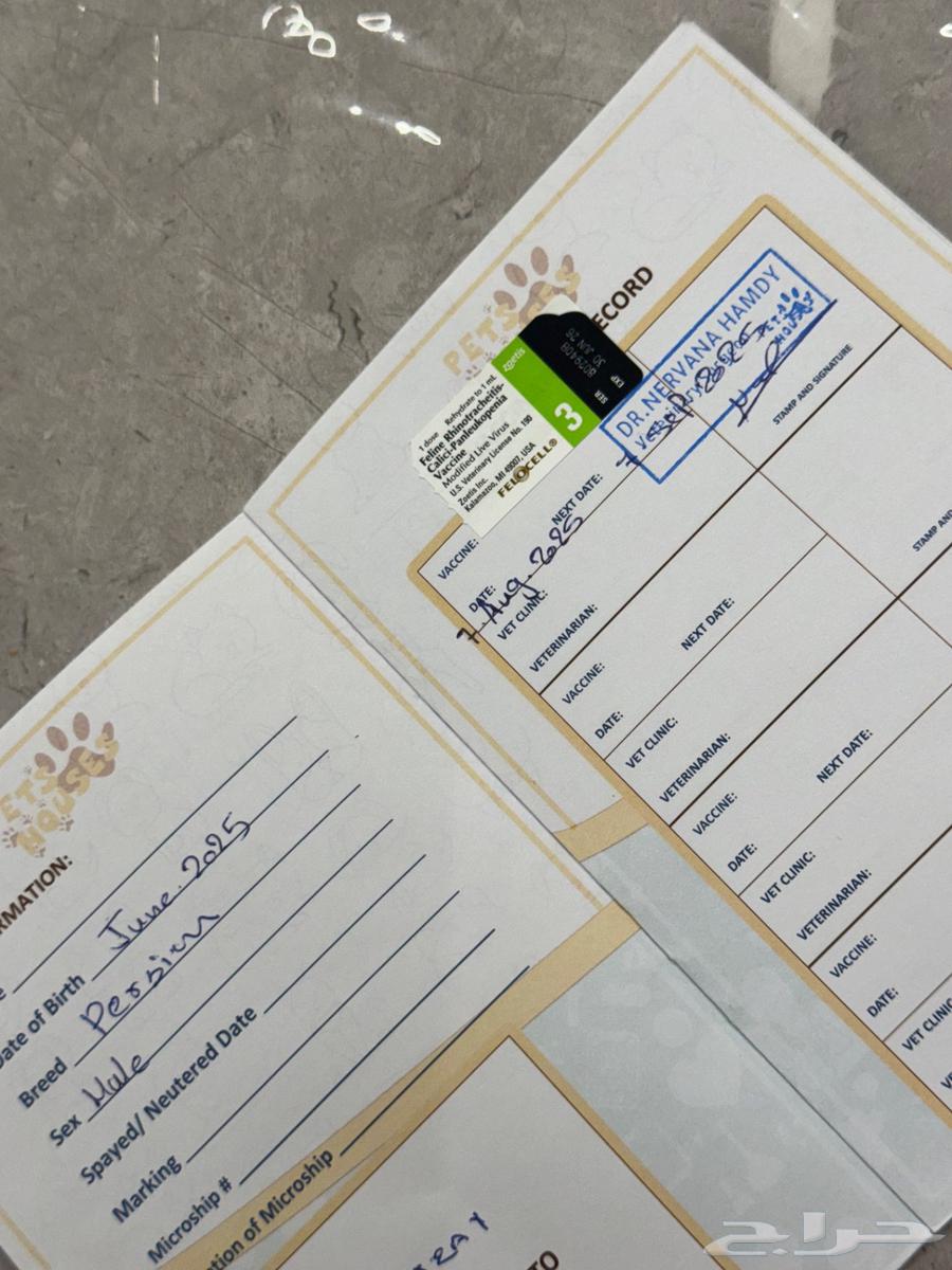 قط من نسل. سلالة خاصة64399410924417111