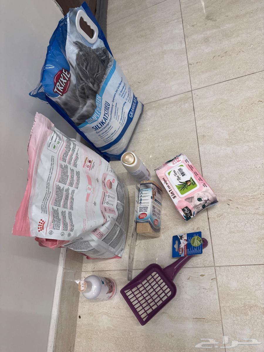 قط من نسل. سلالة خاصة64399410924417110