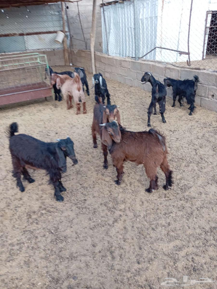 للبيع تيوس وجفار64399521685635110