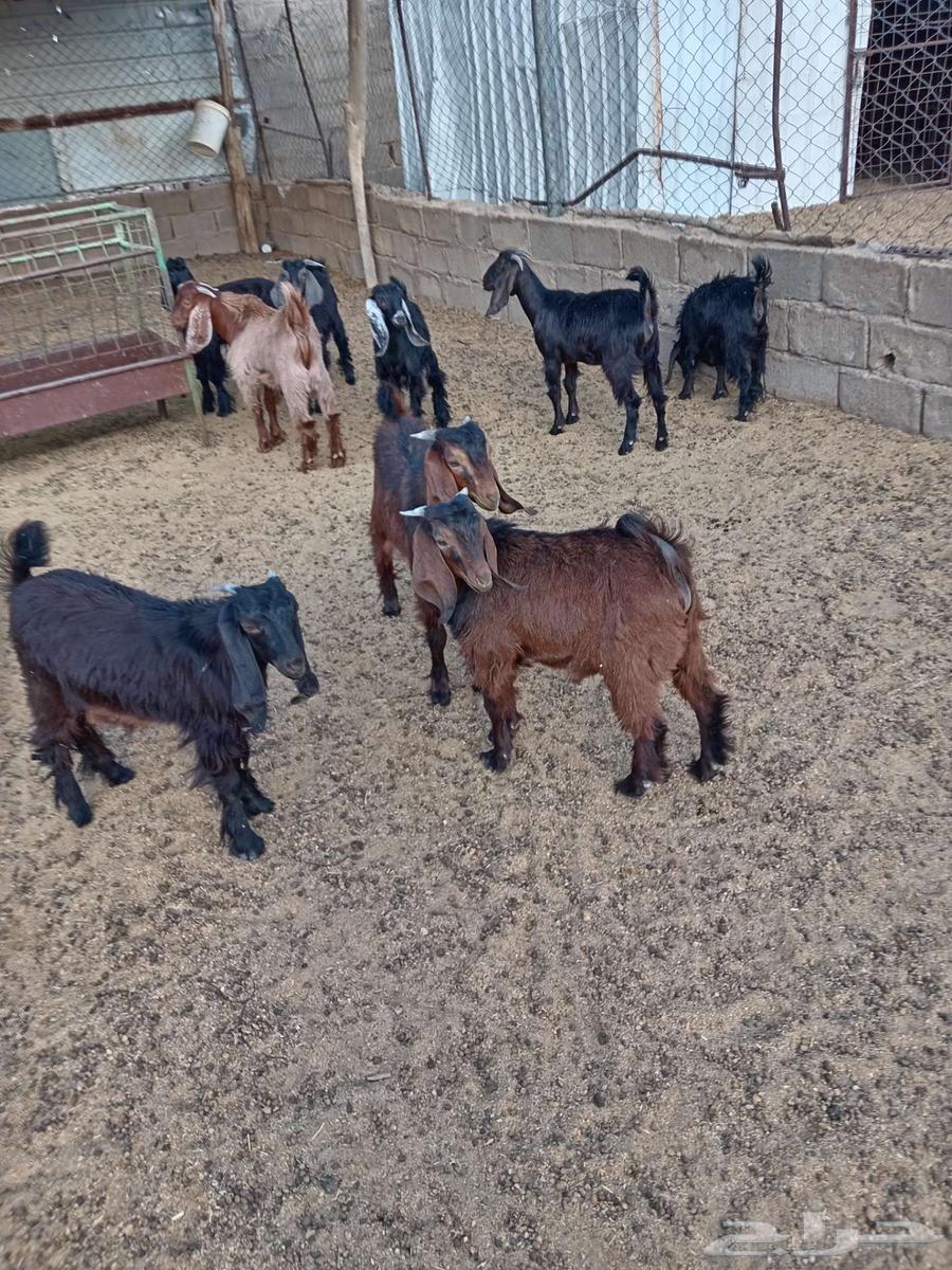 للبيع تيوس وجفار64399521685635111