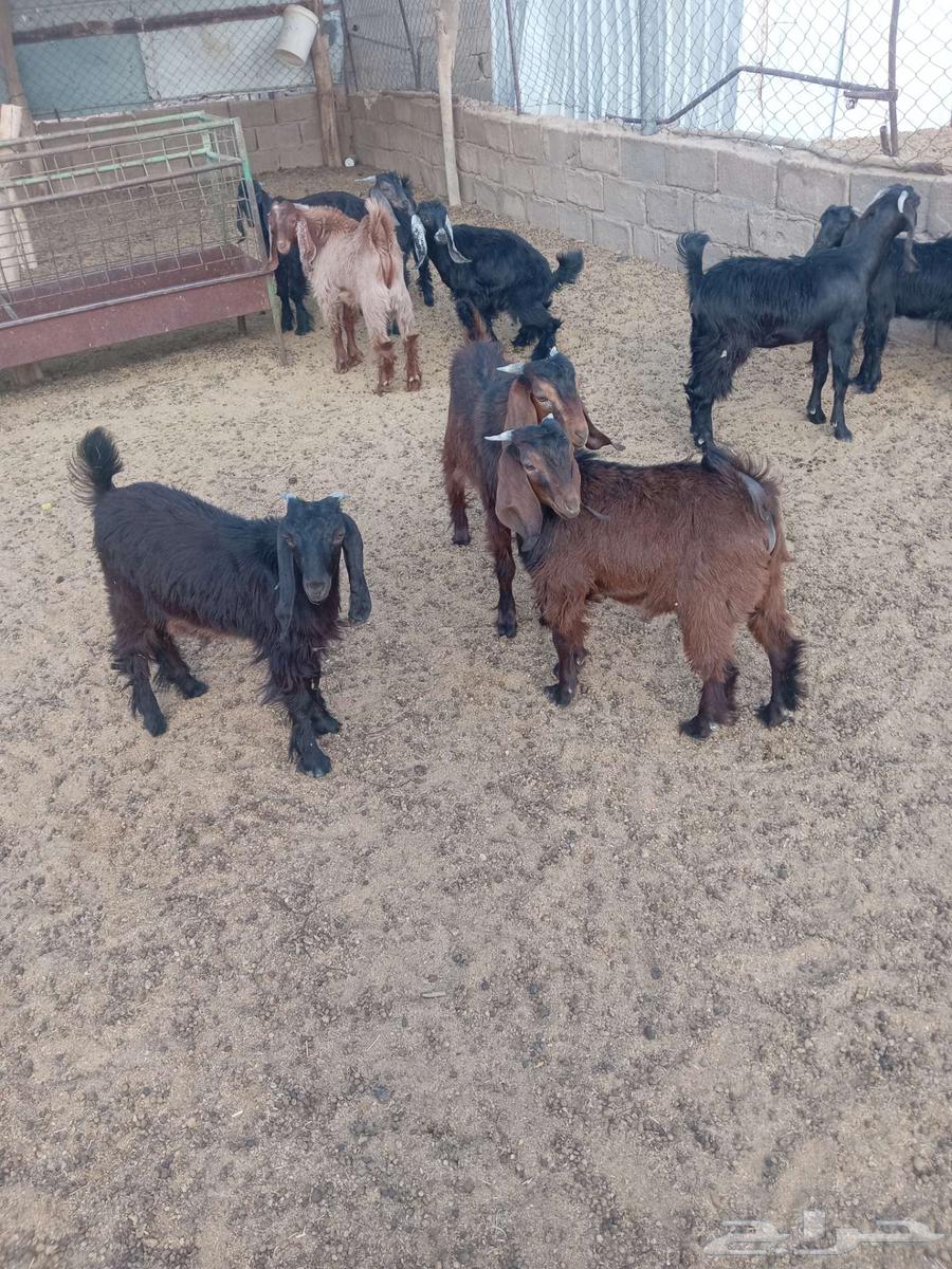 للبيع تيوس وجفار64399521685635112