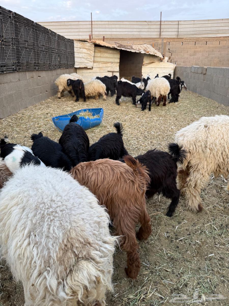 للبيع تيوس جبره فاخره64399563862017110