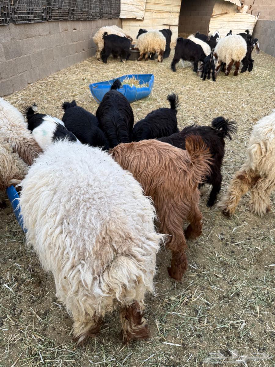 للبيع تيوس جبره فاخره64399563862017111