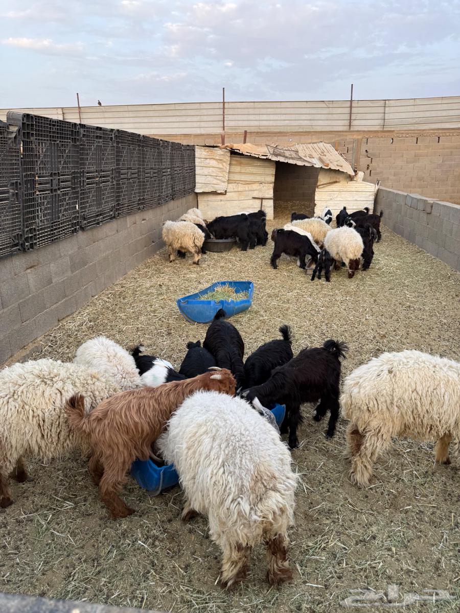 للبيع تيوس جبره فاخره64399563862017112