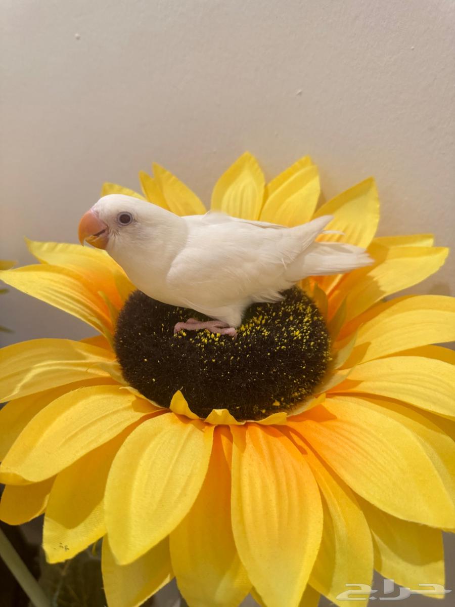 فرخ روز البينو64400120628355110