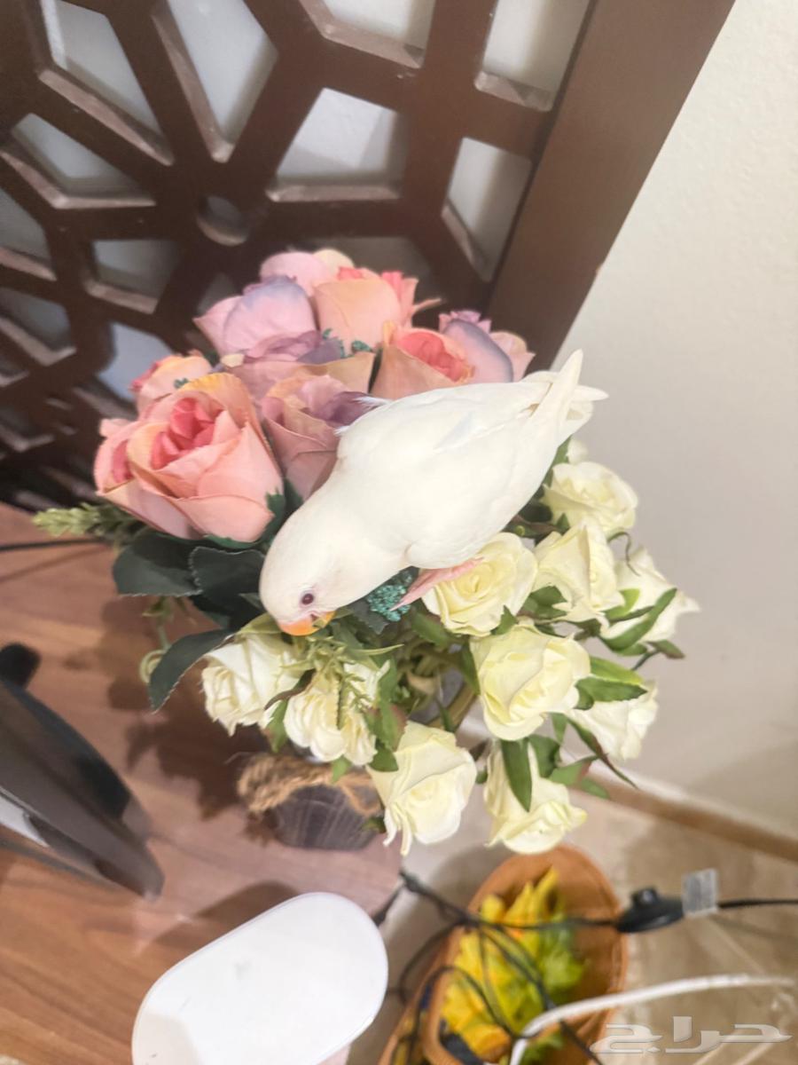 فرخ روز البينو64400120628355113