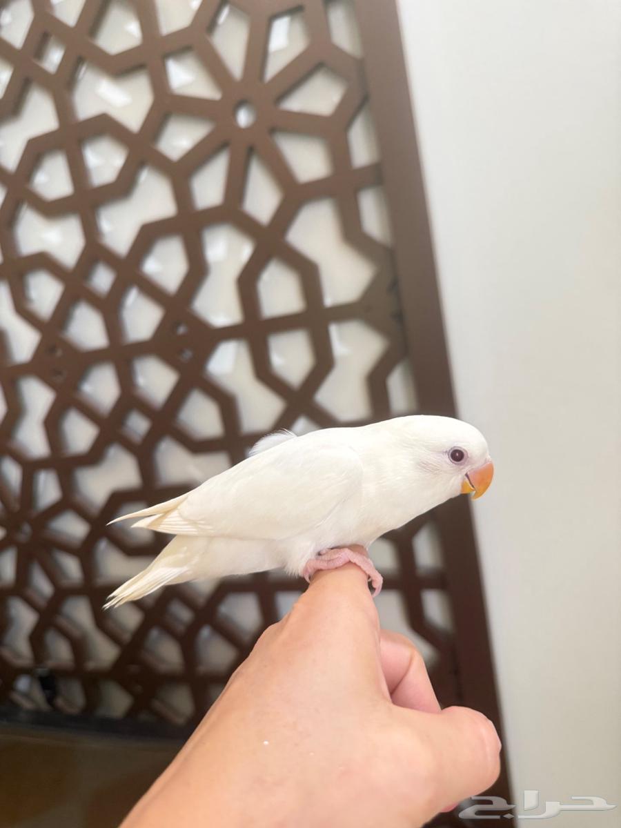 فرخ روز البينو64400120628355111