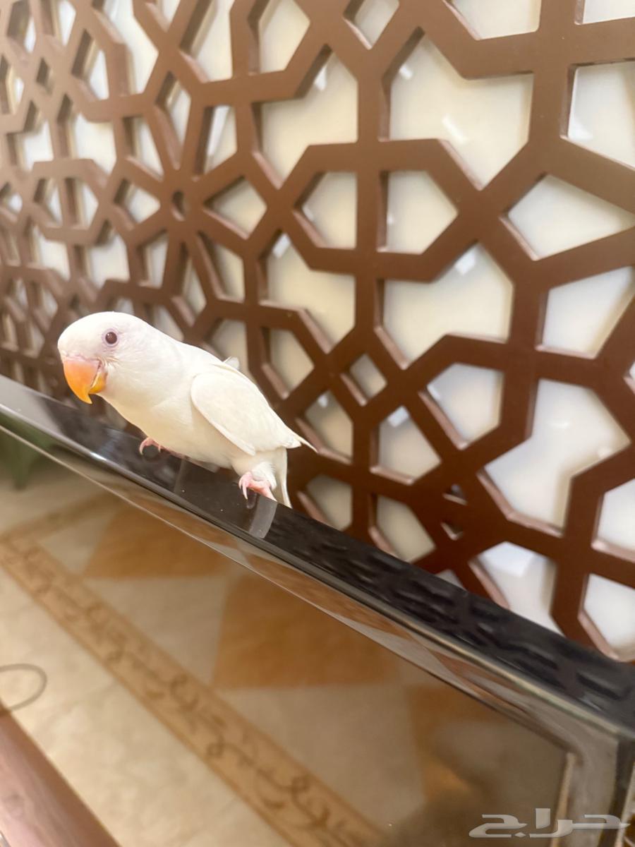 فرخ روز البينو64400120628355112