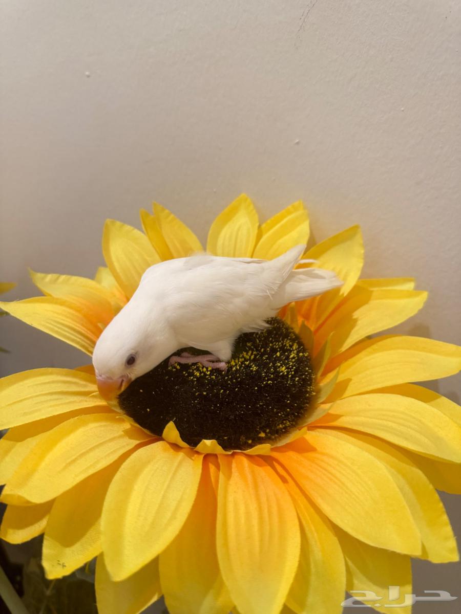 فرخ روز البينو64400120628355114