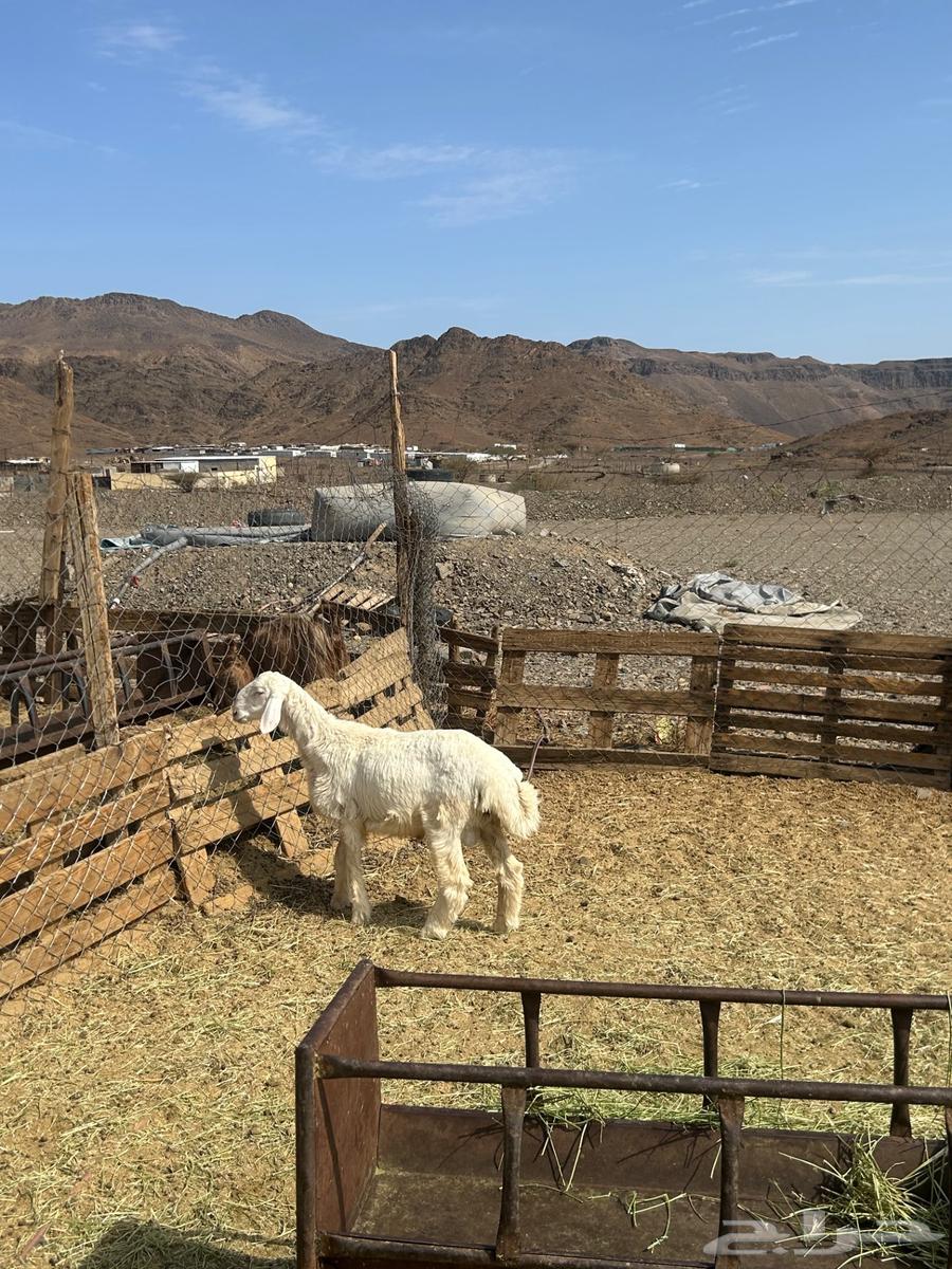 للبيع طلي حبصي شحم64400757984387110