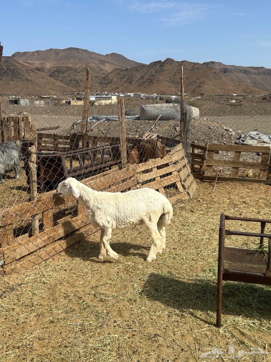 للبيع طلي حبصي شحم64400757984387111