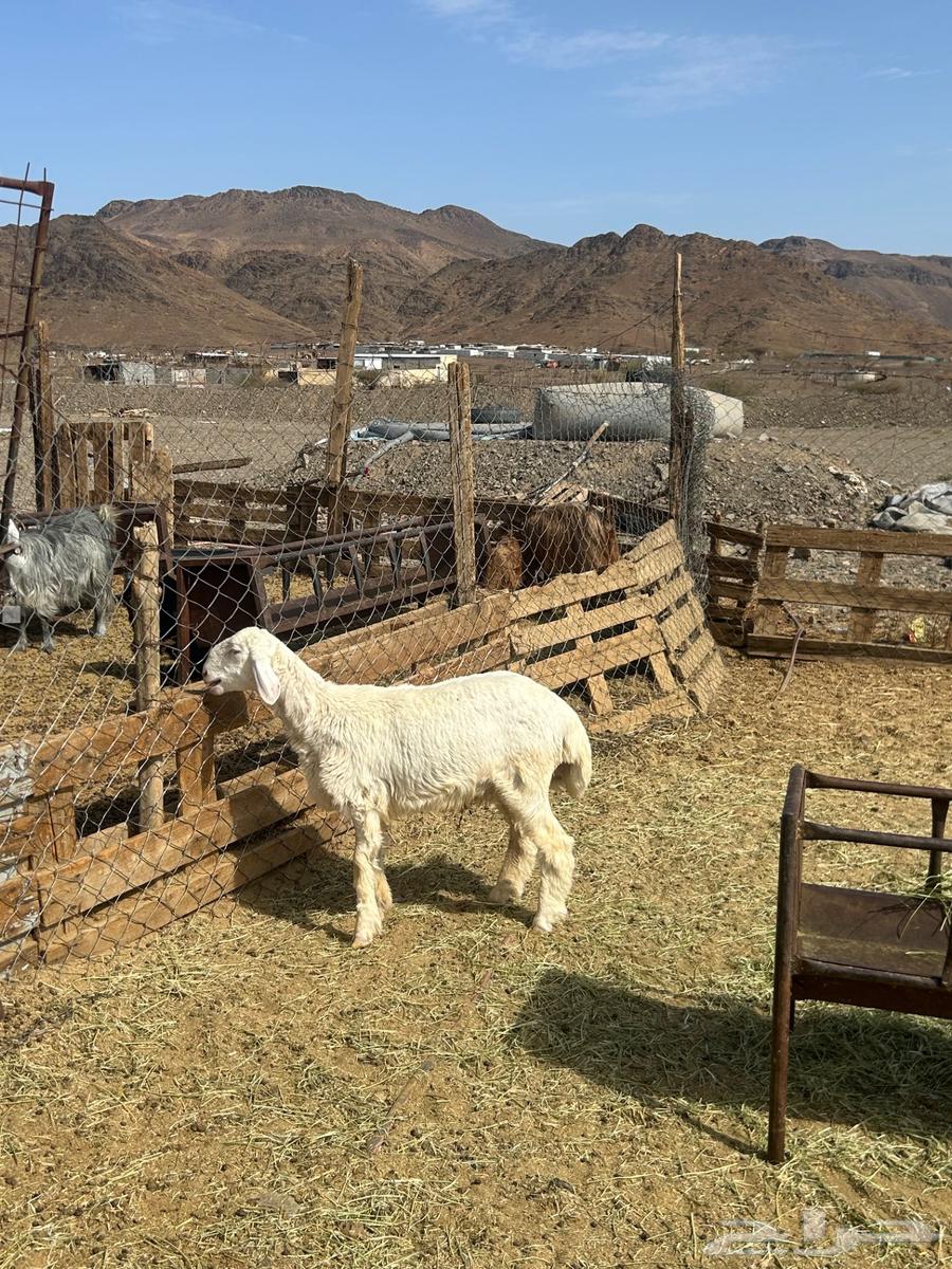 للبيع طلي حبصي شحم64400757984387112