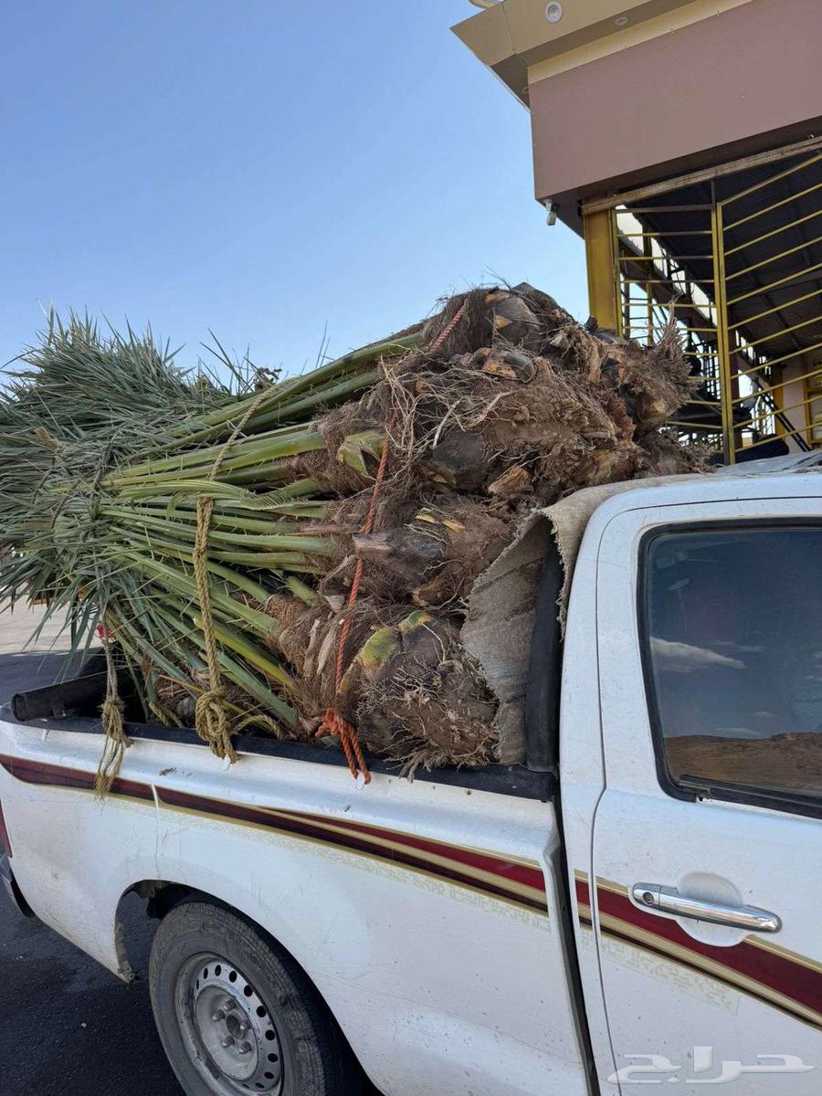 نخيل لبيع64400925137539110