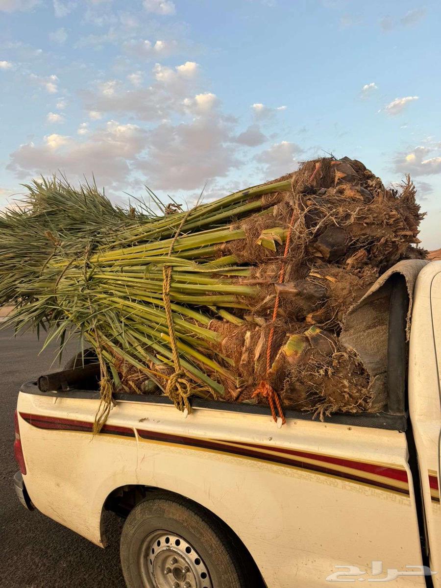 نخيل لبيع64400925137539111