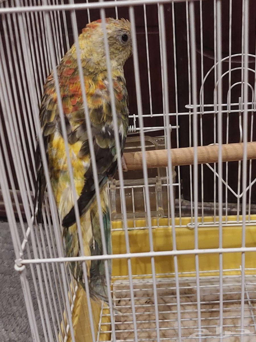 للبيع براكيت64401202889347114