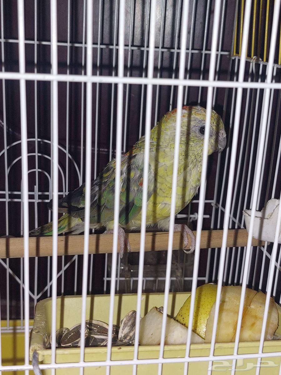 للبيع براكيت64401202889347113