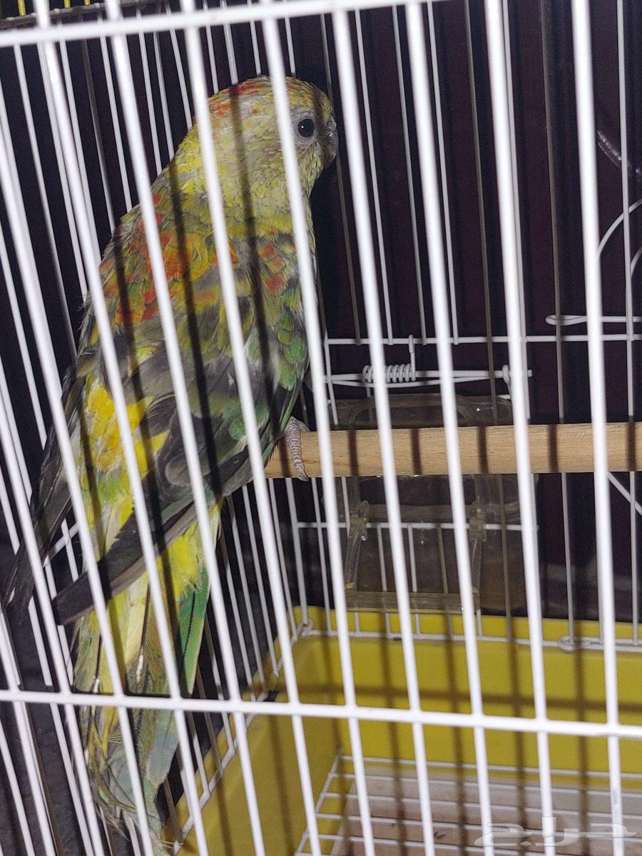 للبيع براكيت64401202889347112