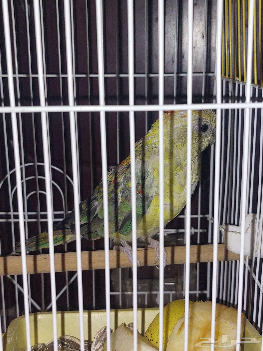 للبيع براكيت64401202889347110