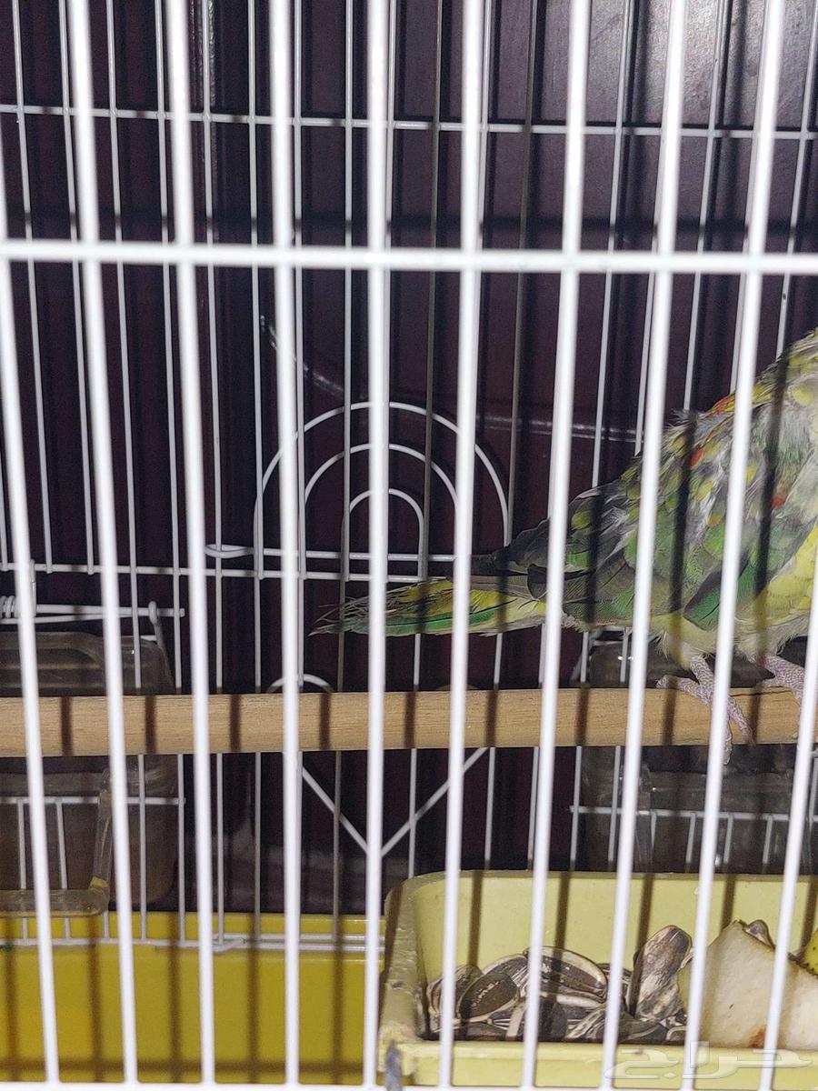 للبيع براكيت64401202889347111