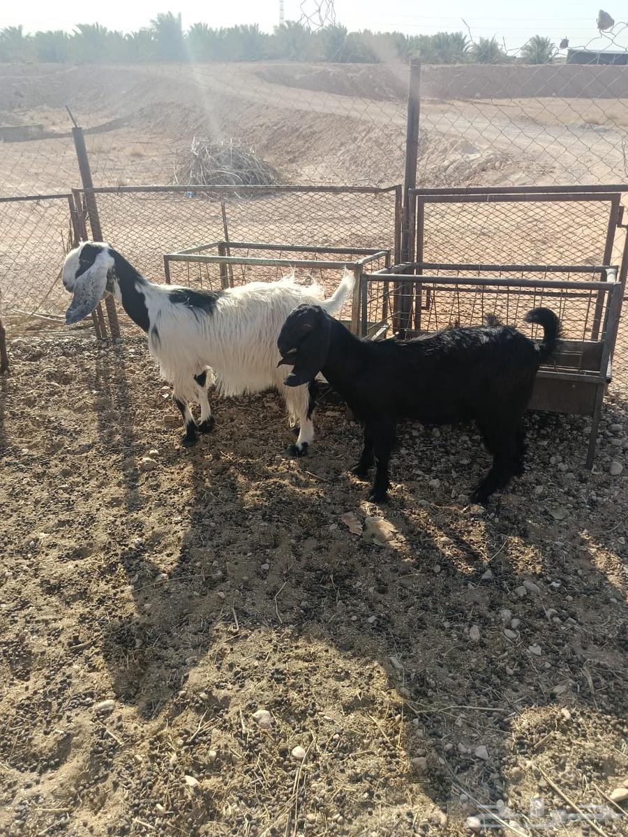 معزا للبيع معها ولدها64401299954307111