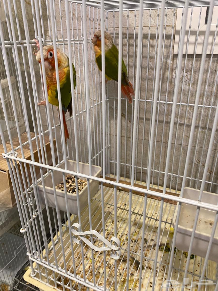 ببغاء كينور اناناس64429722002819113