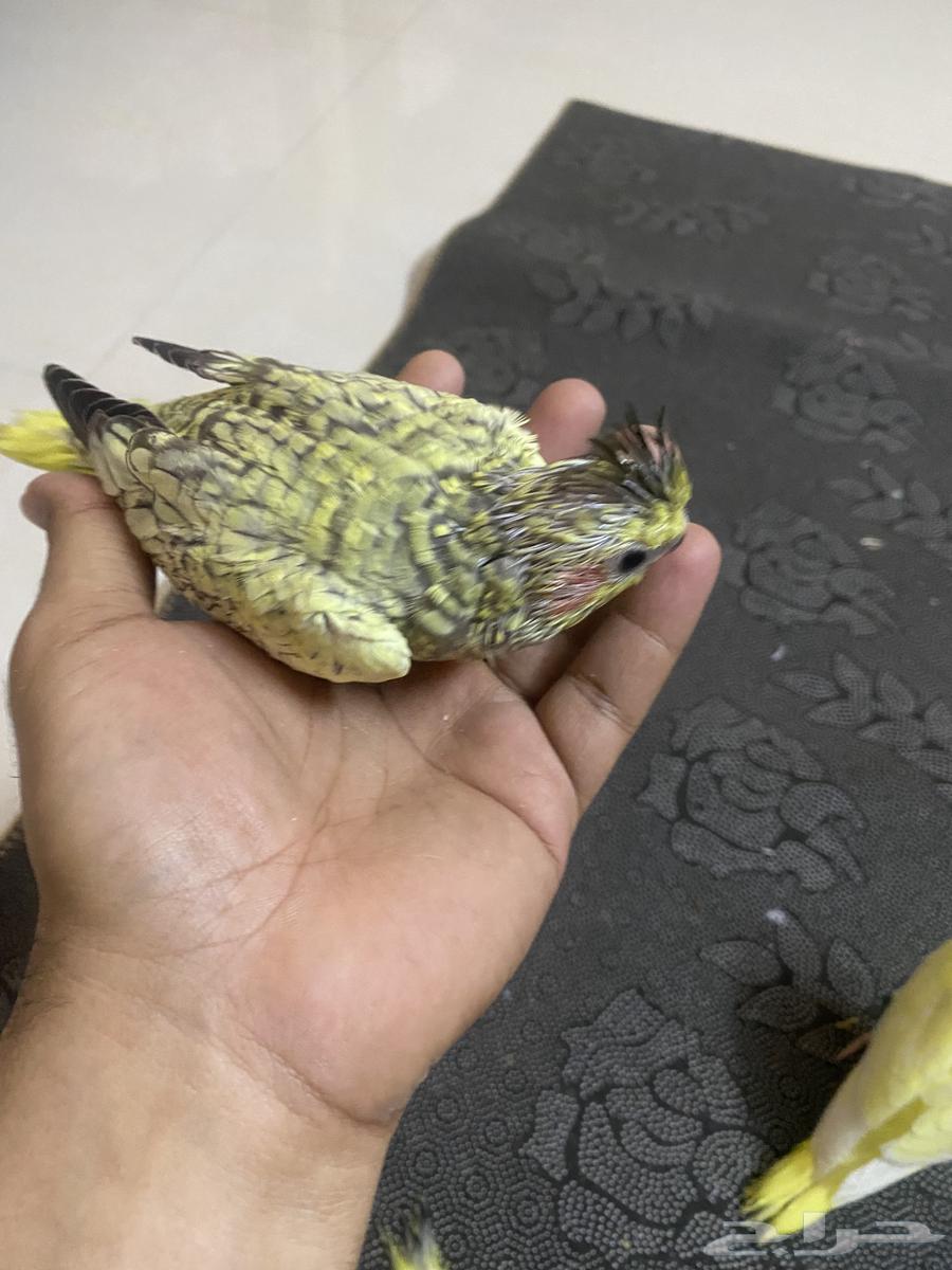 فروح كنيور صن شيك  وفروخ كروان64229492729731110