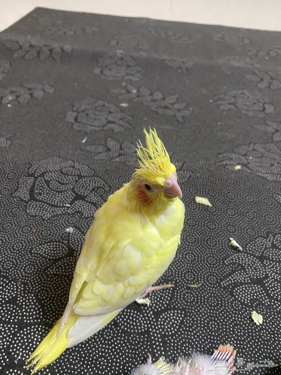 فروح كنيور صن شيك  وفروخ كروان64229492729731112