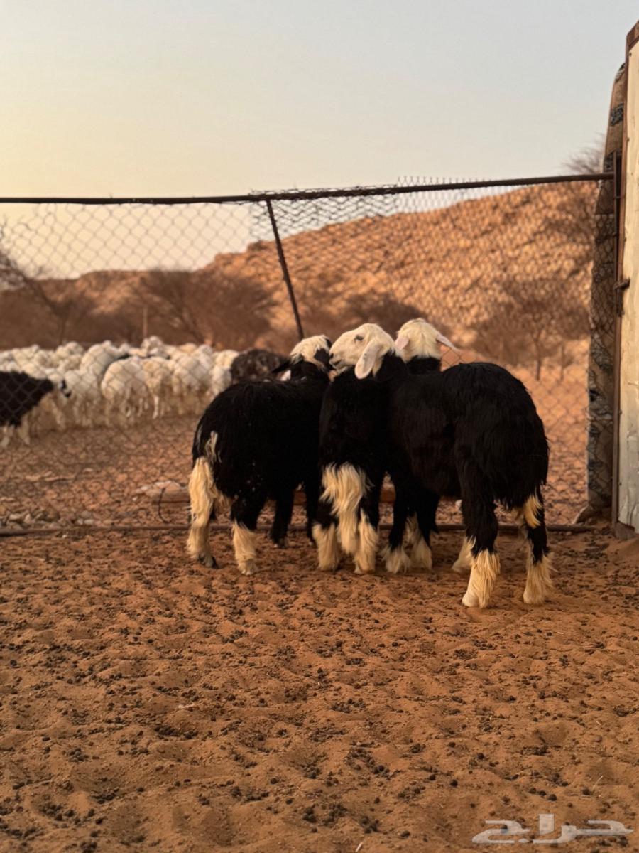 طليان نجد64395741633922111