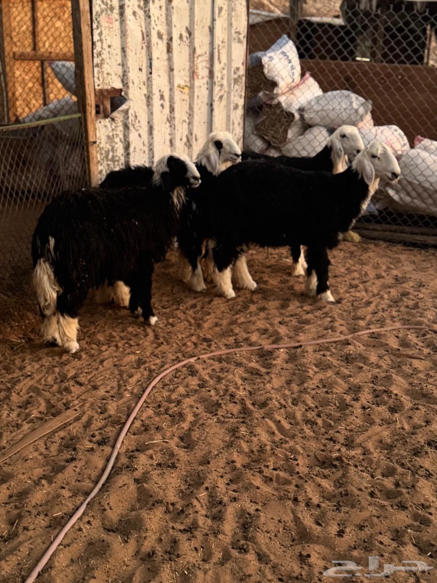 طليان نجد64395741633922113