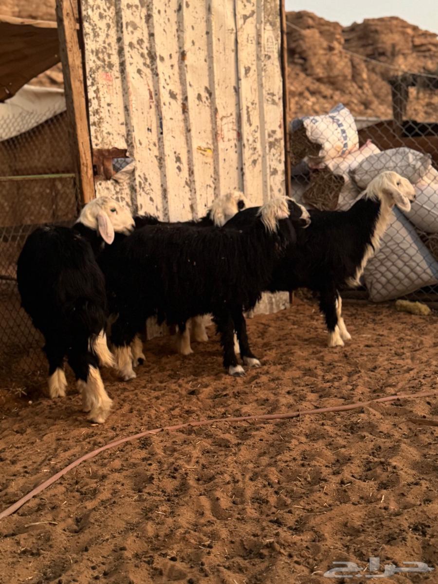 طليان نجد64395741633922112