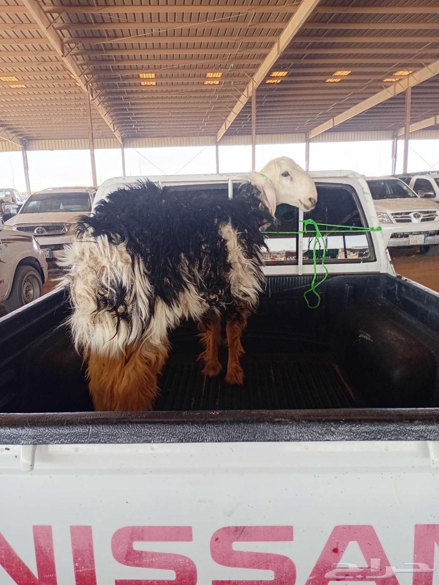 نعيمي فحل64395755251971112