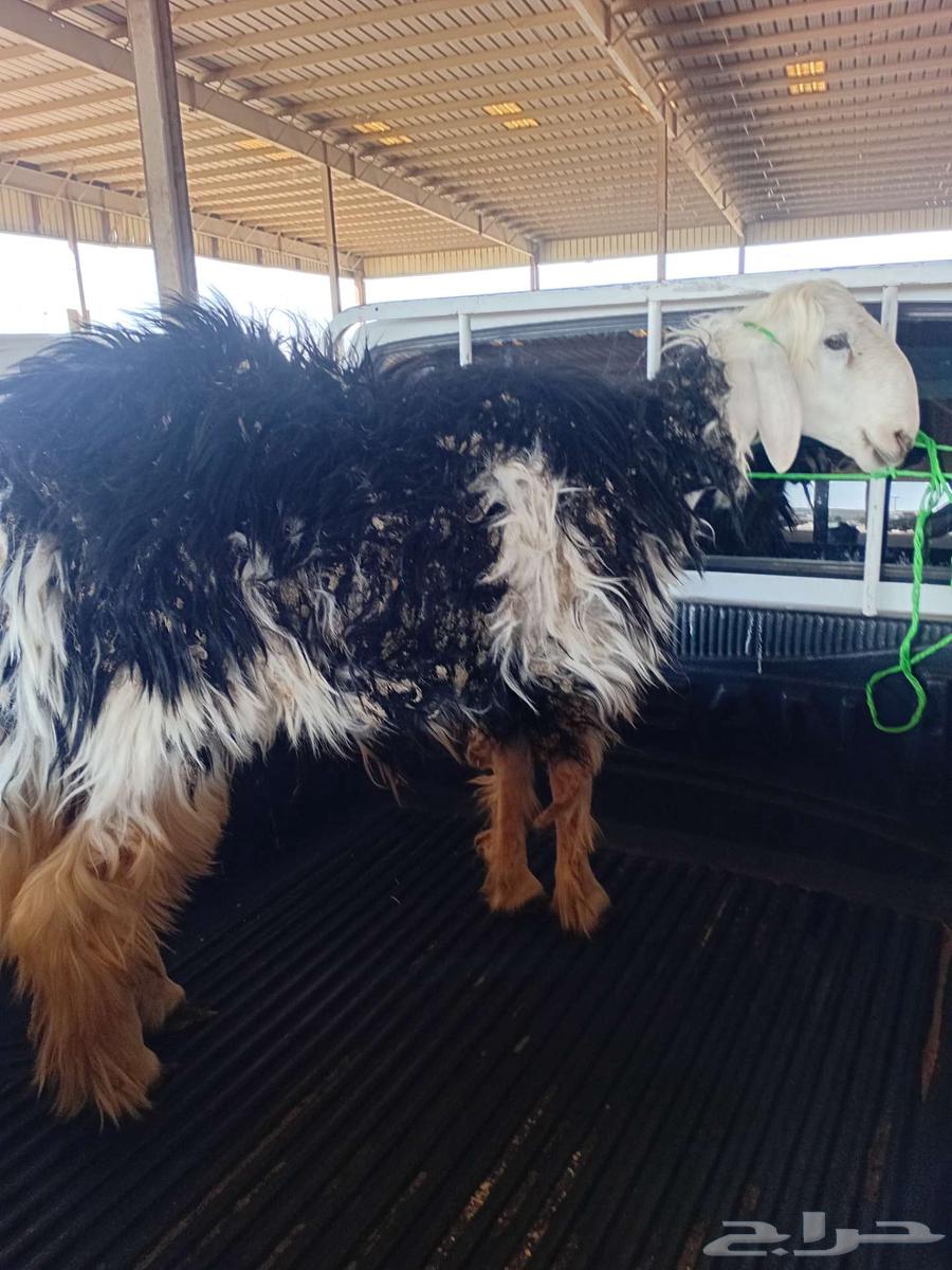 نعيمي فحل64395755251971110