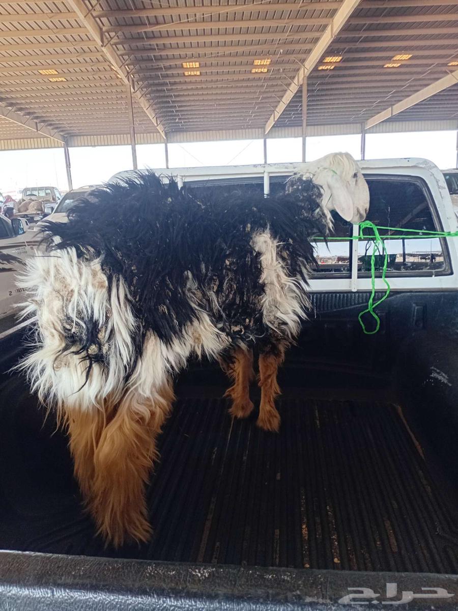 نعيمي فحل64395755251971111