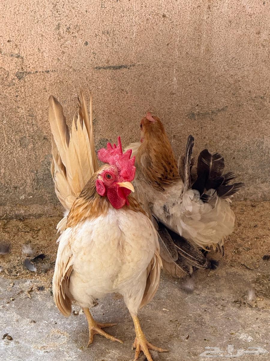 جوز دجاج جبنيز قزم للبيع64396061051522110