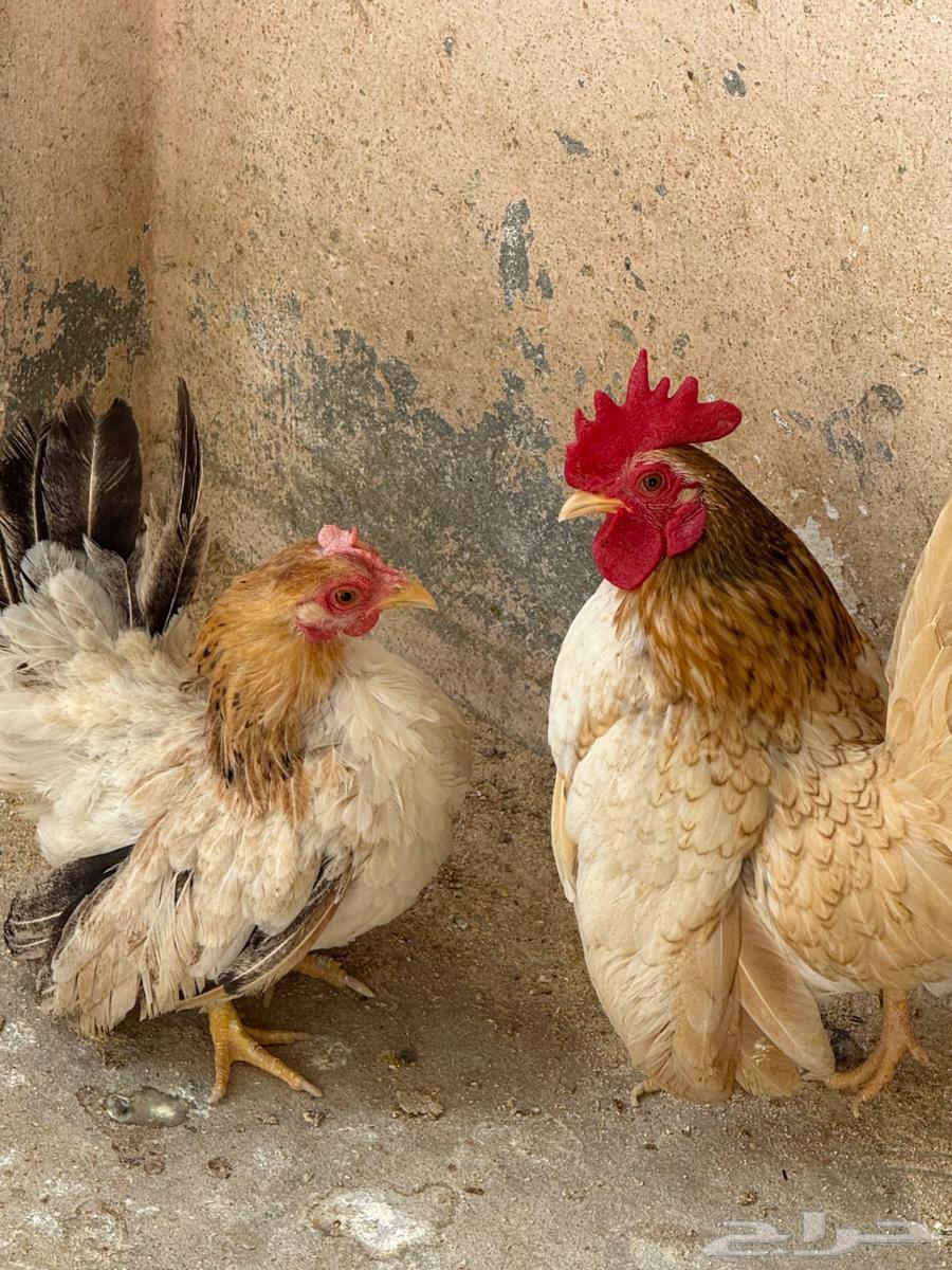 جوز دجاج جبنيز قزم للبيع64396061051522113