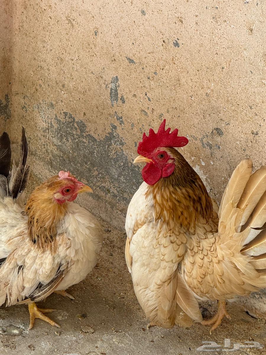 جوز دجاج جبنيز قزم للبيع64396061051522112