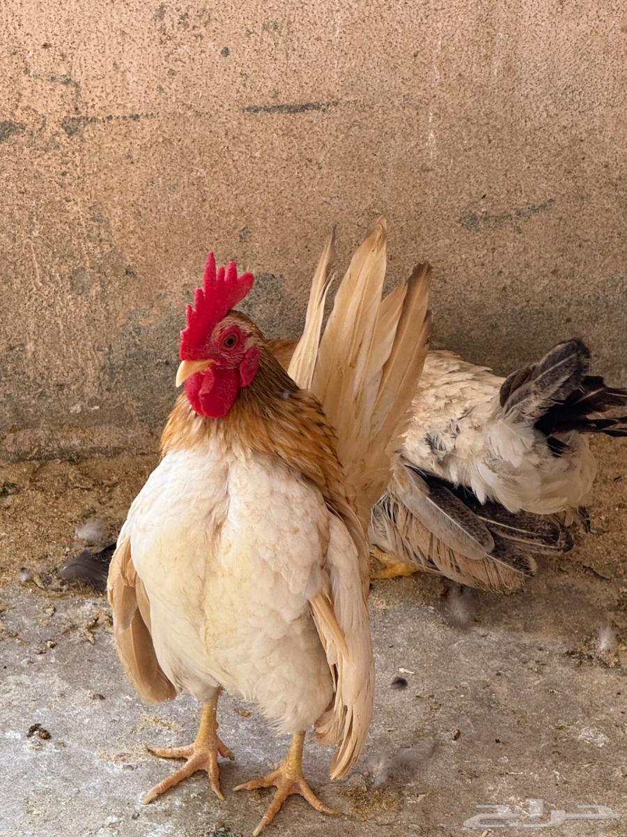 جوز دجاج جبنيز قزم للبيع64396061051522114