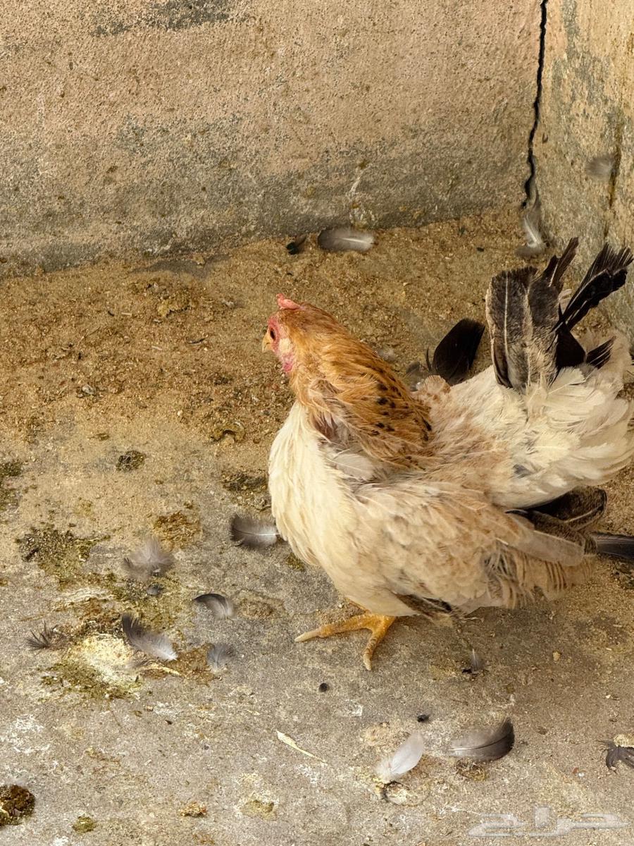 جوز دجاج جبنيز قزم للبيع64396061051522111