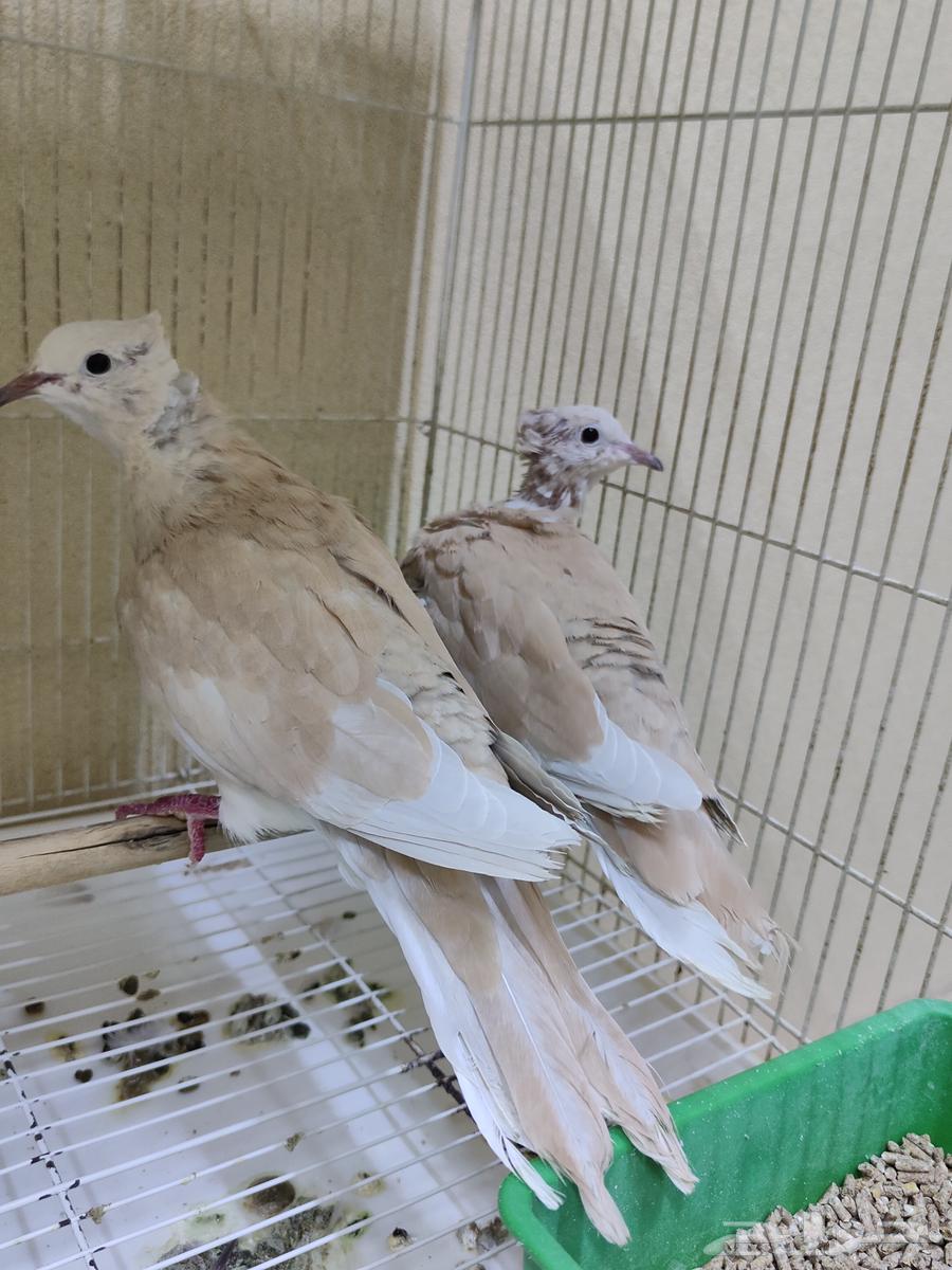 ياكريم هولندي قرزل كرزل بدي يمام مطوق وهجين64397728101633114