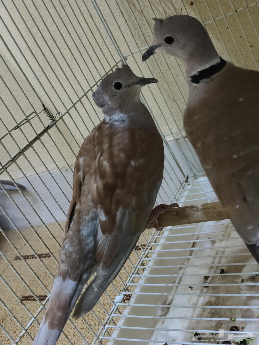 ياكريم هولندي قرزل كرزل بدي يمام مطوق وهجين64397728101633112