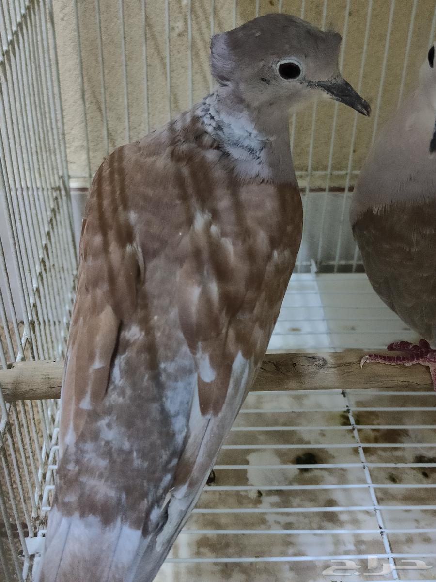 ياكريم هولندي قرزل كرزل بدي يمام مطوق وهجين64397728101633113