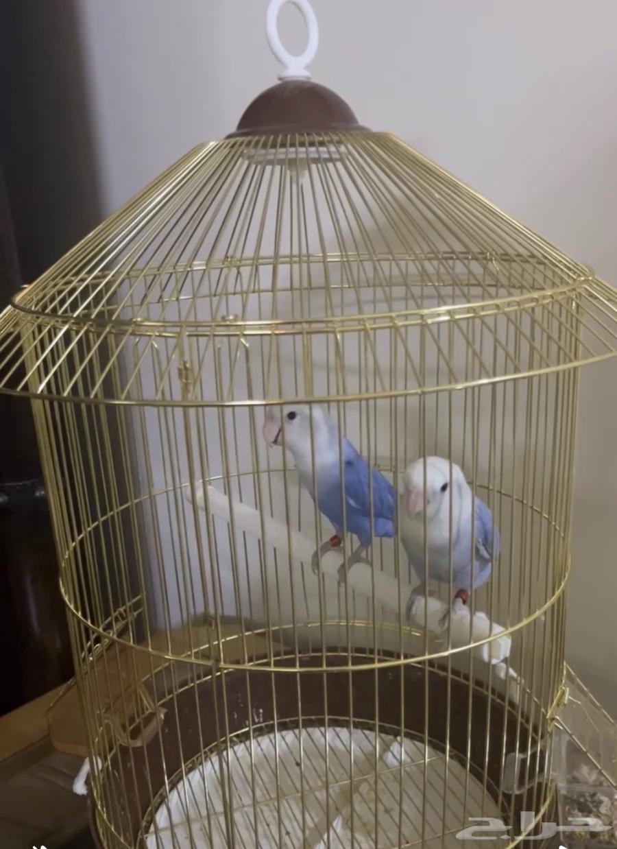 Bird of the Day64398883930627111