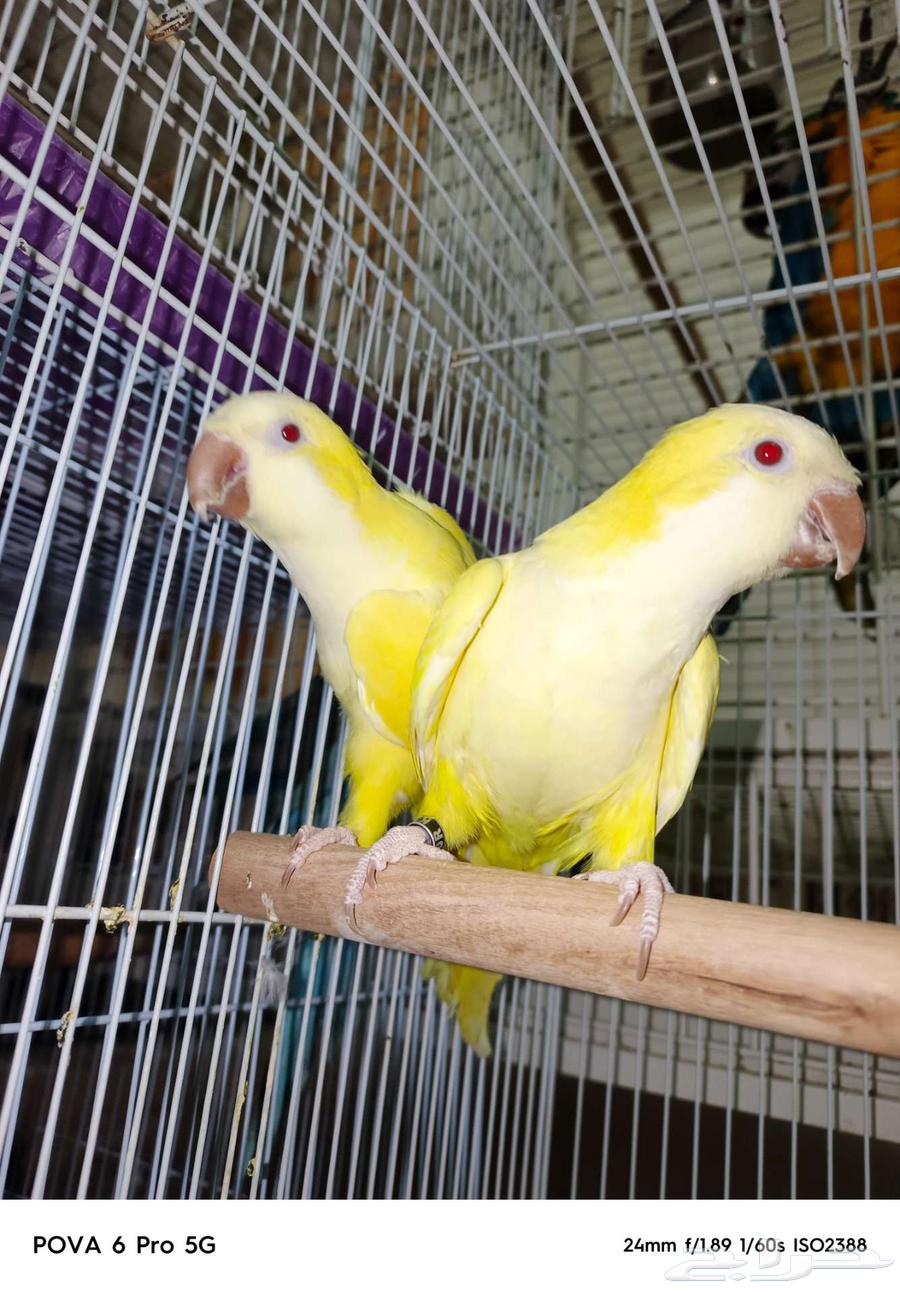 زوج كويكر لاتينو عيون احمر منتج64394951404931110